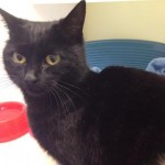 Pretty bows the cat