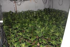 Police seize cannabis plants worth £19,000 from an empty building in Lisburn