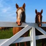 Unwanted horses sent to countries to be used in beef products
