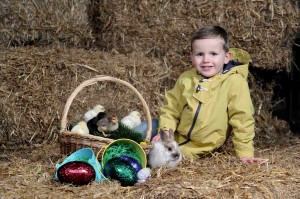 Little Logan Montgomery enjoys a day out at Streamvale Farm in Dundonald which is reopening for spring with its Baby Animal Farm from March 22  April 7.