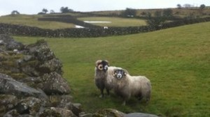 The Blackface rams which survived three weeks under 6ft of snow in north Antrim