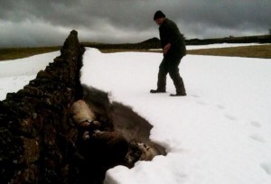 The Blackface rams took shelter by a stone wall covered over with a blizzard of snow