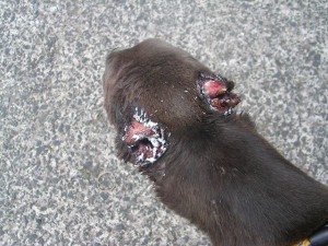 The horrific injuries thugs cause to the ears of Norman the greyhound