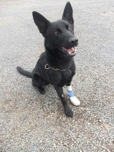 Dark the PSNI public order dog with his paw bandaged after getting seven stitches
