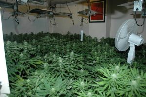 The inside of the cannabis factory smashed last week in Lisburn with £220k of plants uncovered