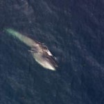 sei whale