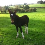 Lugs the donkey which has been rescued from Ligoniel mountains