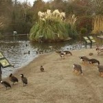 Castle Espie Wildfowl Centre in Comber, Co Down