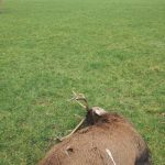 A helpless stag lies dead in a field after being shot by poachers