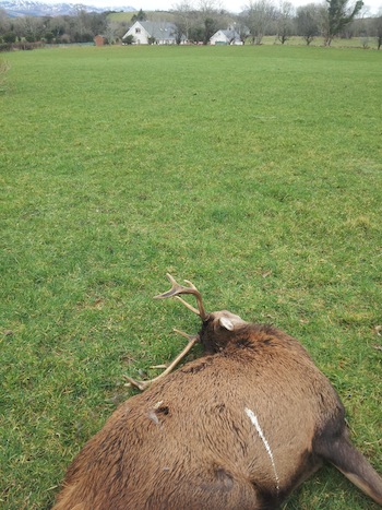 A helpless stag lies dead in a field after being shot by poachers