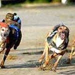 Greyhound racing