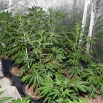 The cannabis factory uncovered by police in Muckamore, Co Antrim