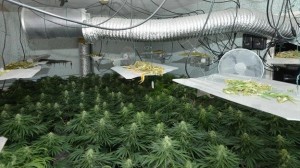 The £158,000 cannabis factory seized this week in north Belfast