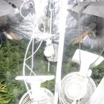 Cannabis plants and drugs paraphernalia found during police searches in Castlewellan