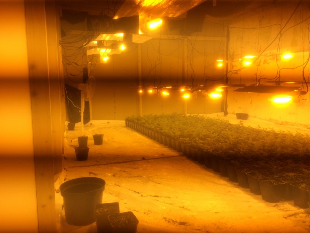 The cannabis plant factory uncovered in Co Down by police