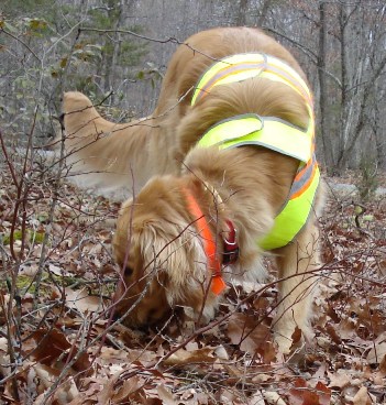 A 'cadaver' dog searching for human remains