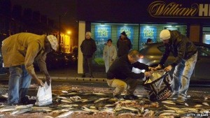 People collecting the shed load of mackerel in east Belfast