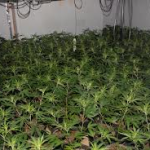 Police seize 74c annabis plants in Larne