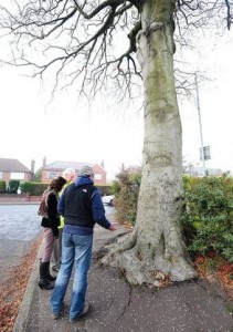 Belfast's oldest tree given a six month reprieve from the chop