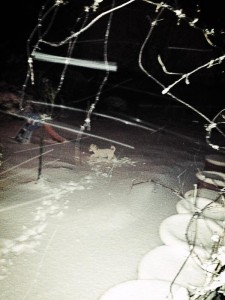 'Spot The Dog' in the snow?