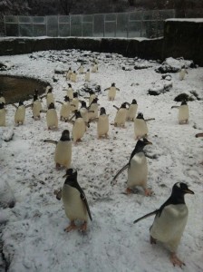 Penguins feelling right at home in Belfast Zoo in January