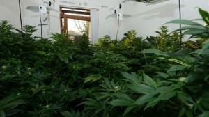 cannabis factory smashed by PSNI in Lisburn, Co Antrim