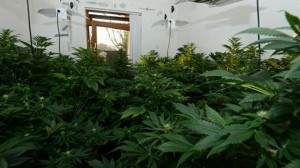 Cannabis factory smashed by PSNI in Omagh, Co Tyrone