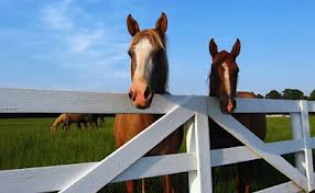 Unwanted horses sent to countries to be used in beef products