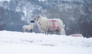 A mother and her lamb survive the recent heavy snow blizzard in the Sperrin Mountains