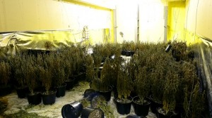 One man arrested after police seized £20,000 cannabis plants in west Belfast