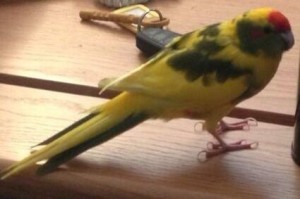 A parakeet has taken up residence in a Belfast station