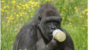 Chimp Kwanza chills out in the heat with a frozen fruit drink