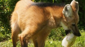 Logan the wolf has a drink of frozen kiwi,grape and mice!