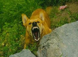 Postmen face the possibility of attack from angry dogs on their rounds