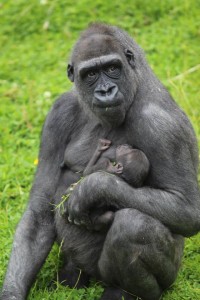 Doting mum Kwanza and her three-week baby 'King Kong' born at Belfast zoo