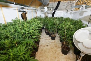 Pollce seize £500,000 worth of cannabis plants in Co Down on Friday