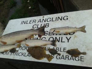 The wild brown trout killed by pollution on the River Enler in Comber, Co Down