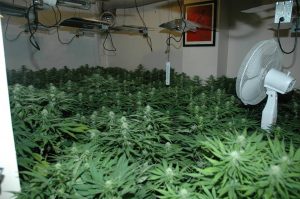 Lisburn cannabis factory PSNI pic