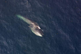 sei whale