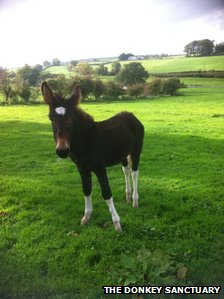 Lugs the donkey which has been rescued from Ligoniel mountains