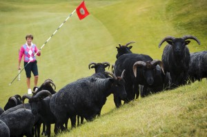  The 18 hole Machrihanish Dunes links course on the Mull of Kintyre has employed a flock of Hebridean sheep to play a key role in maintaining the grass on the course. 