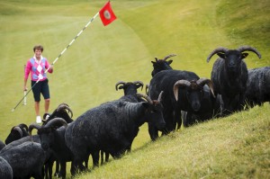 The 18 hole Machrihanish Dunes links course on the Mull of Kintyre has employed a flock of Hebridean sheep to play a key role in maintaining the grass on the course.