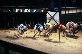 greyhound racing