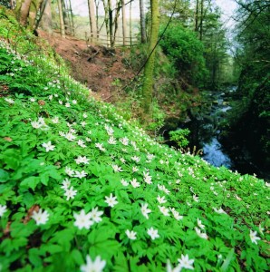 ITS A DOGS LIFE: The Northern Ireland Tourist Board (NITB) is encouraging people to dust off the festive cobwebs and get a new leash of life this winter by putting together a list of top walking routes for you and your dog to explore. Whether its a leisurely stroll around the edge of a lake, a refreshing walk along the coastline or a more adventurous hike through a stunning forest park, there are plenty of options to suit everyone and youd be barking mad to miss out.