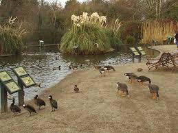 Castle Espie Wildfowl Centre in Comber, Co Down