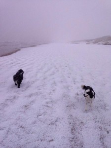 Dogs enjoying the snow on Portstewart Strand