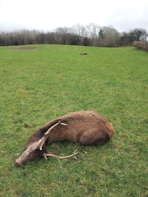 Another stag in the same field riddled by a poacher's gun