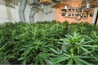 £700,000 worth of cannabis plants seized by police