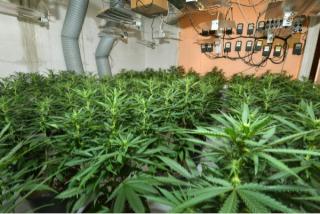 £700,000 worth of cannabis plants seized by police 