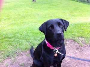 Missing Tilly the labrador dog